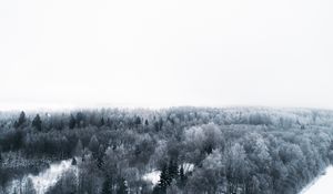 Превью обои зима, деревья, вид сверху, минимализм, белый