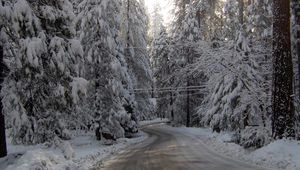 Превью обои зима, дорога, снег, ели