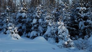 Превью обои зима, ели, снег, сумерки, молодняк