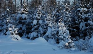 Превью обои зима, ели, снег, сумерки, молодняк