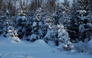 Превью обои зима, ели, снег, сумерки, молодняк