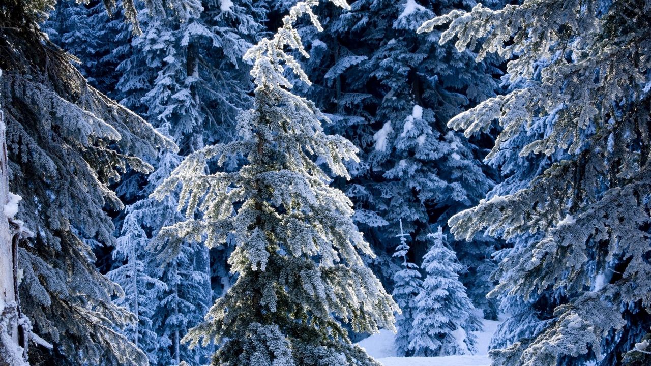 Обои зима, ели, сосны, снег, тишина, лес, хвойный