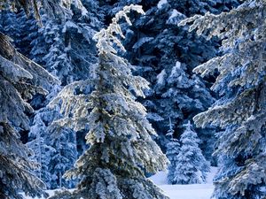 Превью обои зима, ели, сосны, снег, тишина, лес, хвойный