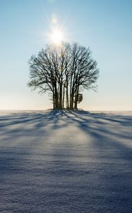 Превью обои зима, горизонт, дерево, снег, солнечный свет