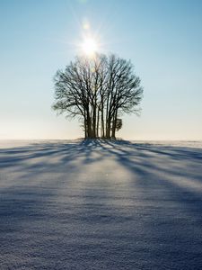 Превью обои зима, горизонт, дерево, снег, солнечный свет