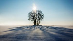 Превью обои зима, горизонт, дерево, снег, солнечный свет