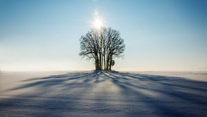 Превью обои зима, горизонт, дерево, снег, солнечный свет