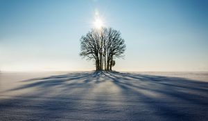 Превью обои зима, горизонт, дерево, снег, солнечный свет