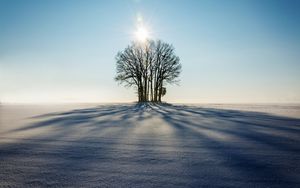 Превью обои зима, горизонт, дерево, снег, солнечный свет