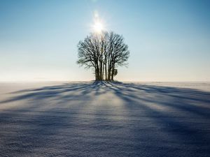 Превью обои зима, горизонт, дерево, снег, солнечный свет