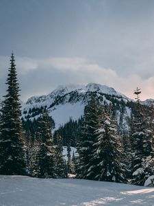 Превью обои зима, горы, ели, снег