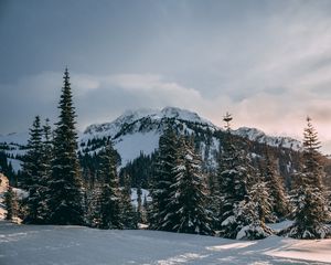 Превью обои зима, горы, ели, снег