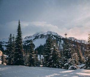 Превью обои зима, горы, ели, снег