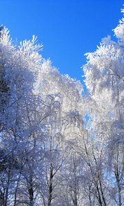 Превью обои зима, иней, деревья, кроны, голубой, белый, ясно, небо, седина