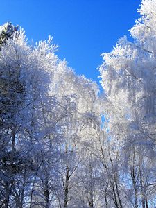Превью обои зима, иней, деревья, кроны, голубой, белый, ясно, небо, седина