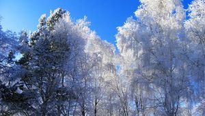 Превью обои зима, иней, деревья, кроны, голубой, белый, ясно, небо, седина