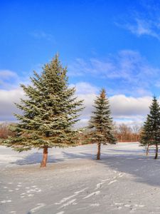 Превью обои зима, лес, деревья, снег