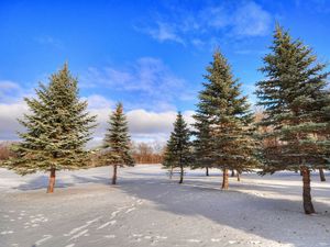 Превью обои зима, лес, деревья, снег