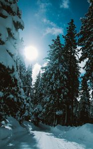 Превью обои зима, лес, деревья, снег, дорога, солнечный свет