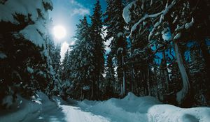 Превью обои зима, лес, деревья, снег, дорога, солнечный свет