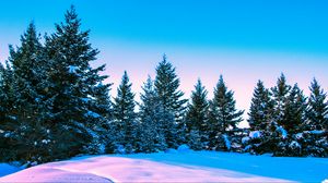 Превью обои зима, лес, деревья, яркий, небо