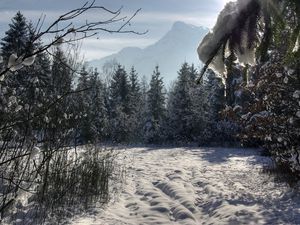 Превью обои зима, лес, деревья, снег