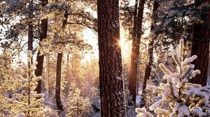 Превью обои зима, лес, дерево, солнце, утро, снег