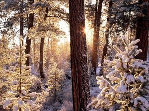 Превью обои зима, лес, дерево, солнце, утро, снег