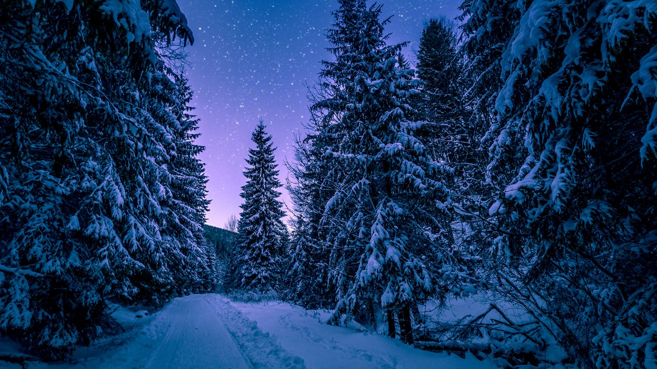 Обои зима, лес, дорога, снег, звездное небо