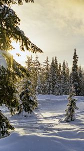 Превью обои зима, лес, ели, снег, природа