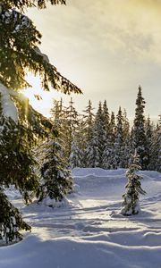 Превью обои зима, лес, ели, снег, природа