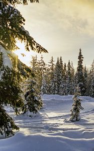 Превью обои зима, лес, ели, снег, природа