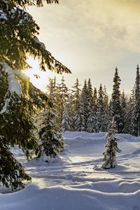 Превью обои зима, лес, ели, снег, природа