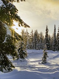 Превью обои зима, лес, ели, снег, природа