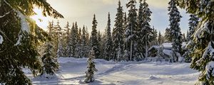 Превью обои зима, лес, ели, снег, природа