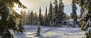 Превью обои зима, лес, ели, снег, природа