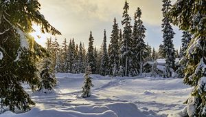 Превью обои зима, лес, ели, снег, природа