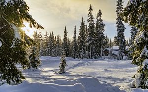 Превью обои зима, лес, ели, снег, природа