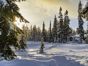 Превью обои зима, лес, ели, снег, природа