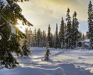 Превью обои зима, лес, ели, снег, природа