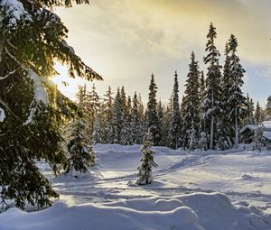 Превью обои зима, лес, ели, снег, природа
