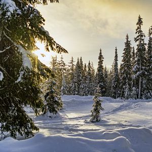 Превью обои зима, лес, ели, снег, природа