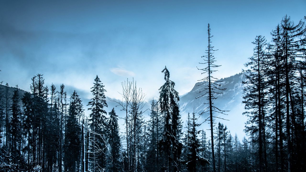 Обои зима, лес, горы, деревья