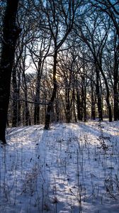 Превью обои зима, лес, пейзаж