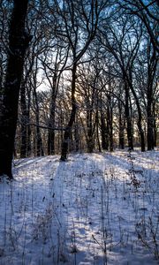 Превью обои зима, лес, пейзаж