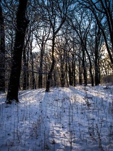 Превью обои зима, лес, пейзаж