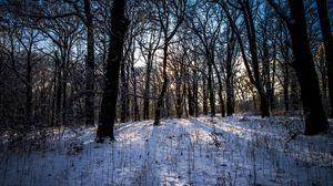 Превью обои зима, лес, пейзаж