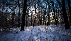 Превью обои зима, лес, пейзаж