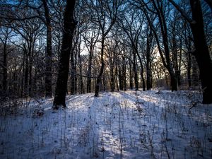 Превью обои зима, лес, пейзаж