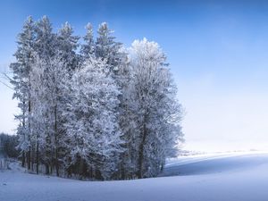 Превью обои зима, лес, поле, снег, природа